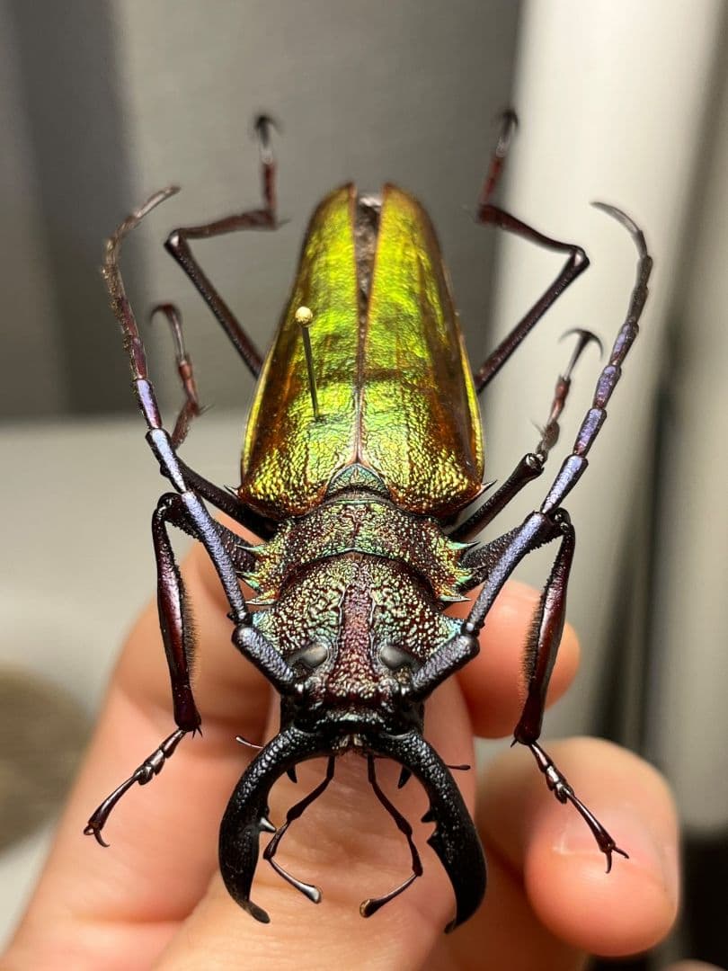 赤黄緑青】ルリオニカミキリ ムラサキオニノコギリカミキリ キンオニ