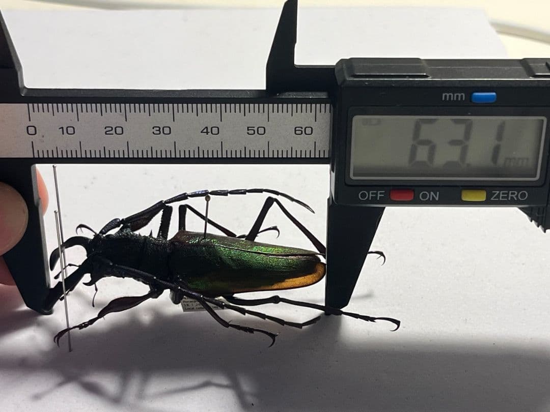 赤黄緑青】ルリオニカミキリ ムラサキオニノコギリカミキリ キンオニ標本