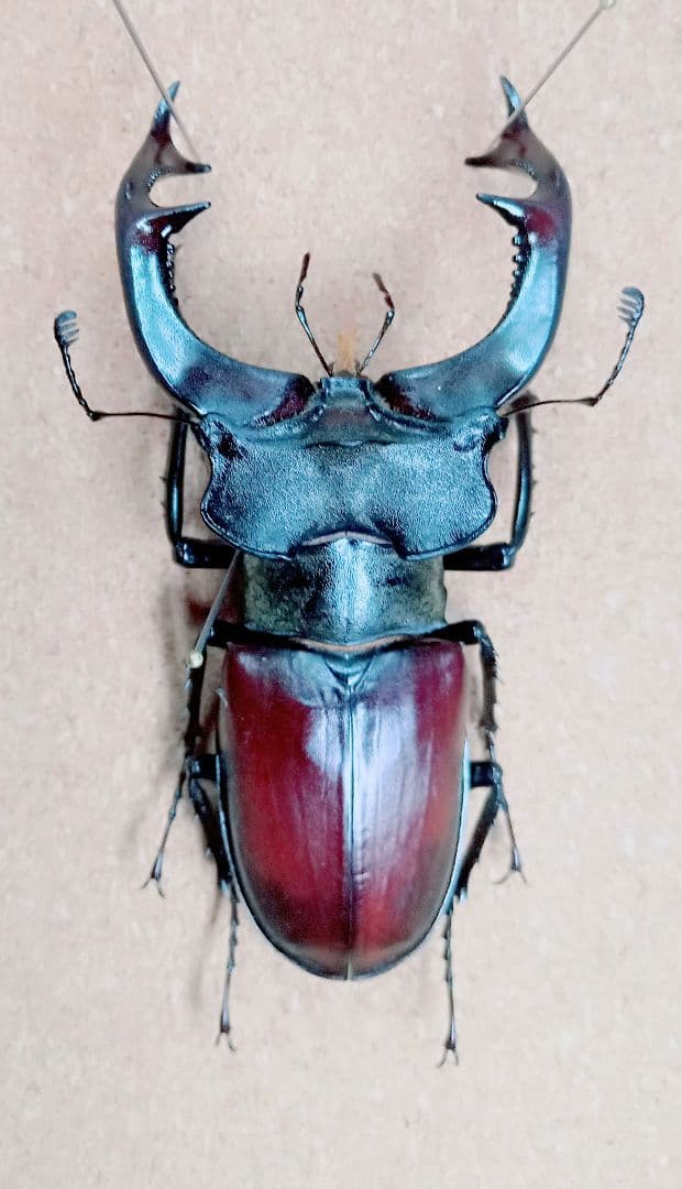 ケルブスミヤマ 昆虫標本 ヨーロッパミヤマ ユダイクスミヤマクワガタ