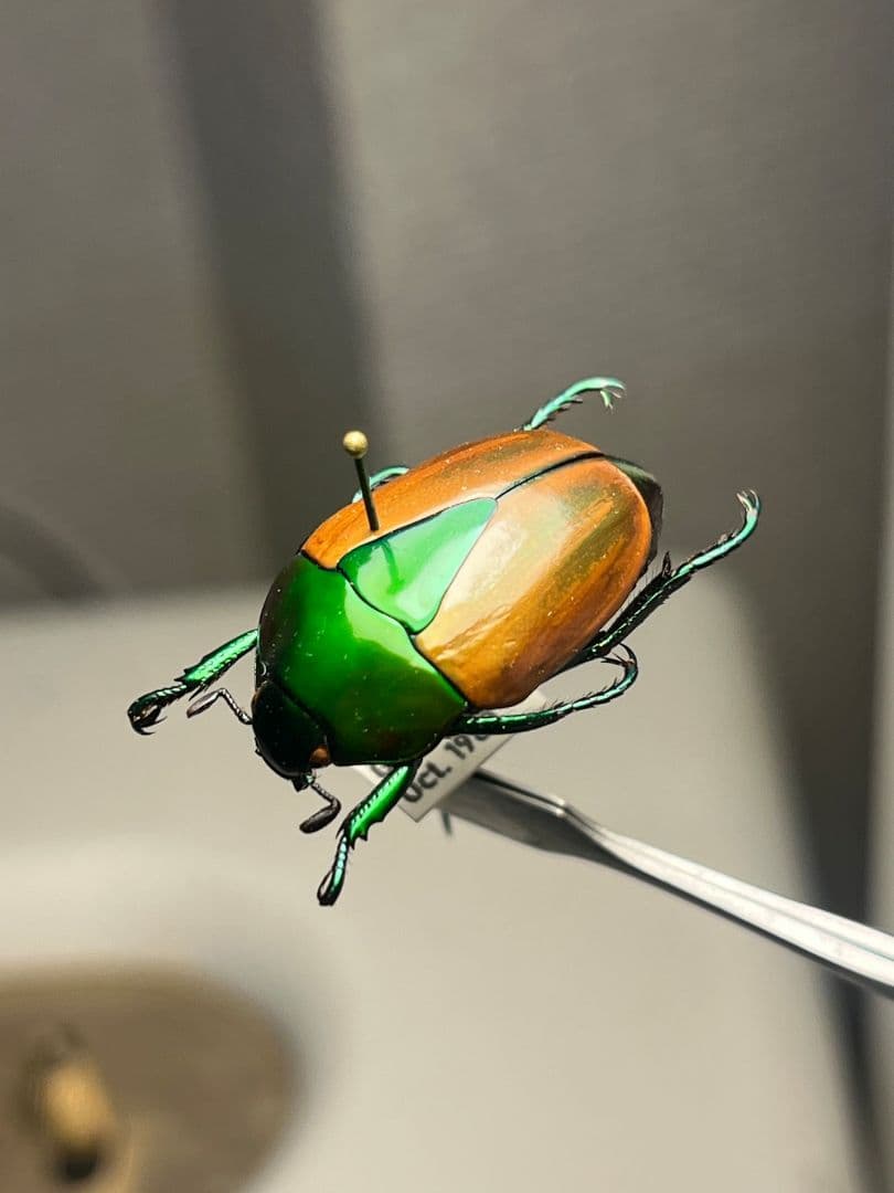 深碧艶麗】フェスティバカメノコブイブイ 標本Macraspis プラチナ