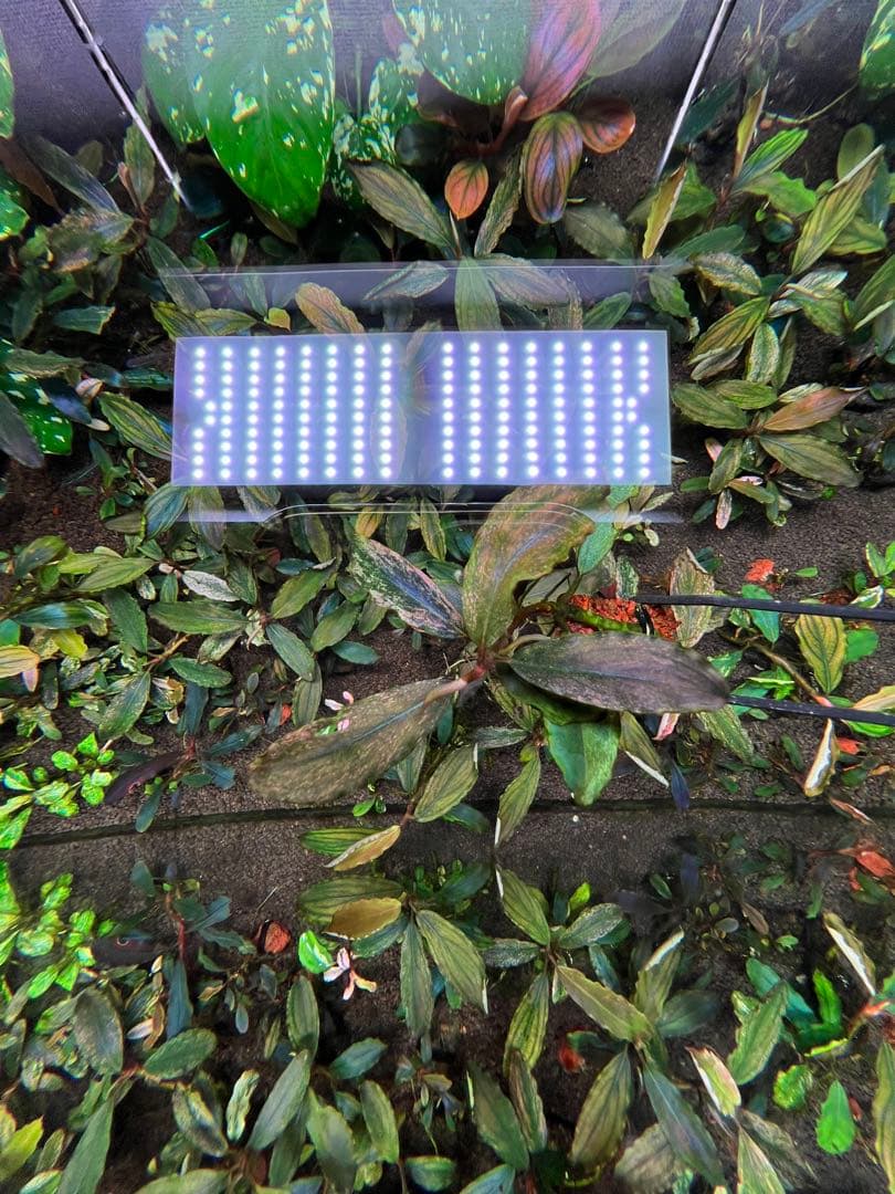 ブセファランドラsp. ピンクバリエガータい斑入り 水中葉