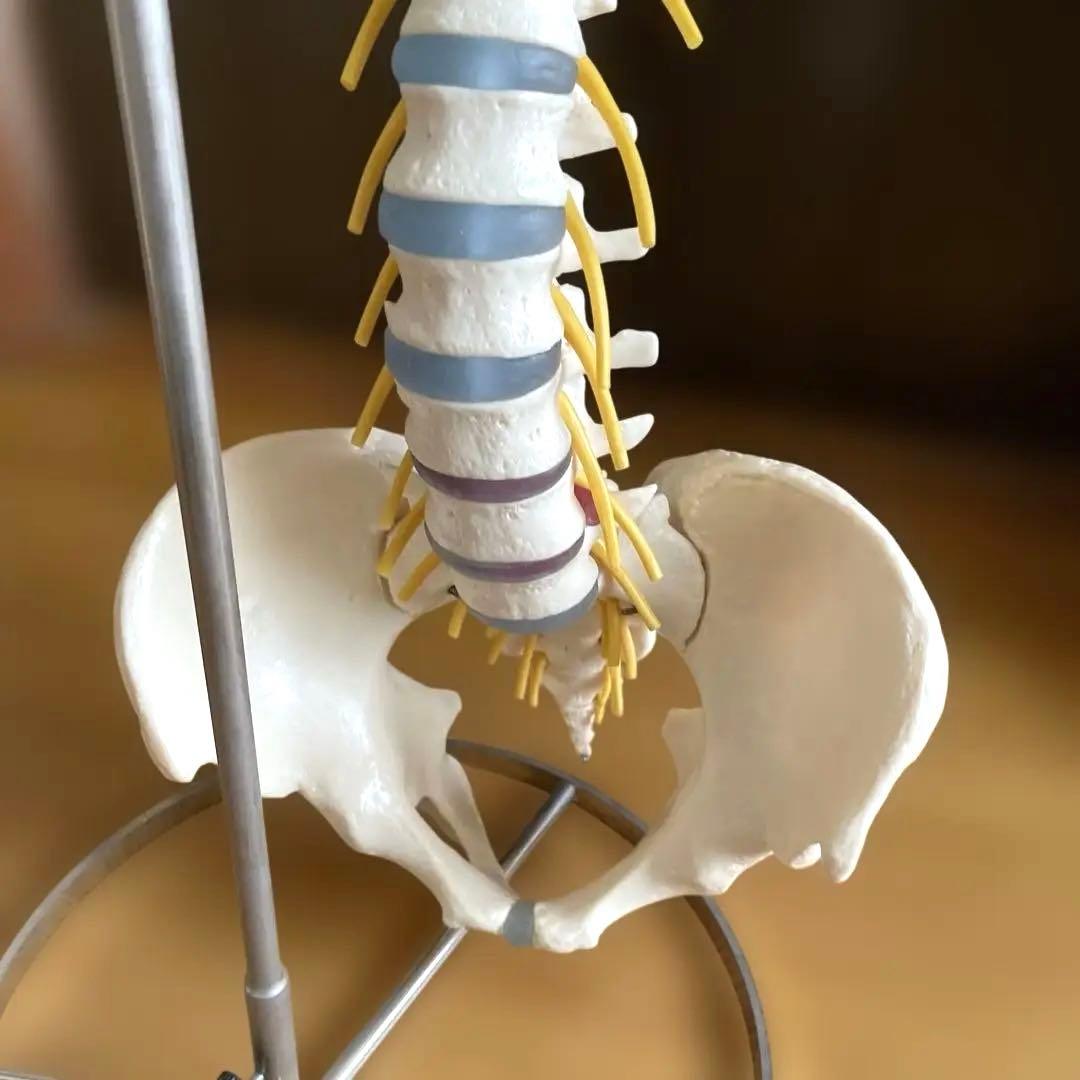 【ほぼ未使用・美品】背骨〜骨盤 骨格模型＋スタンド＋参考書2冊セット