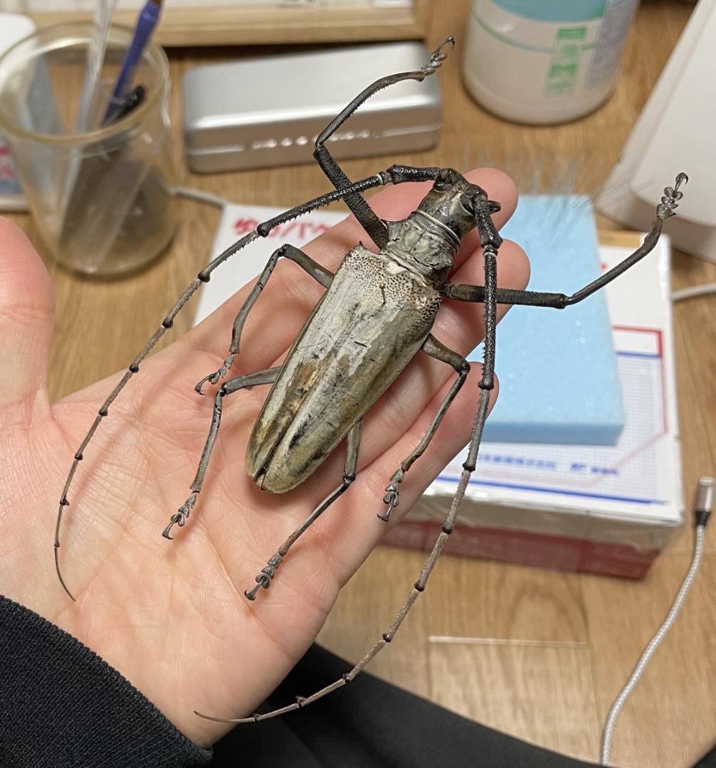 松*様 ヘラクレスシロスジカミキリ 標本 - メルカリ