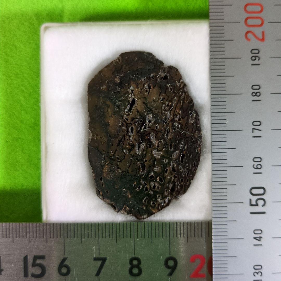 イグアノドンの化石 アンモナイトの化石｜イグアノドンの化石