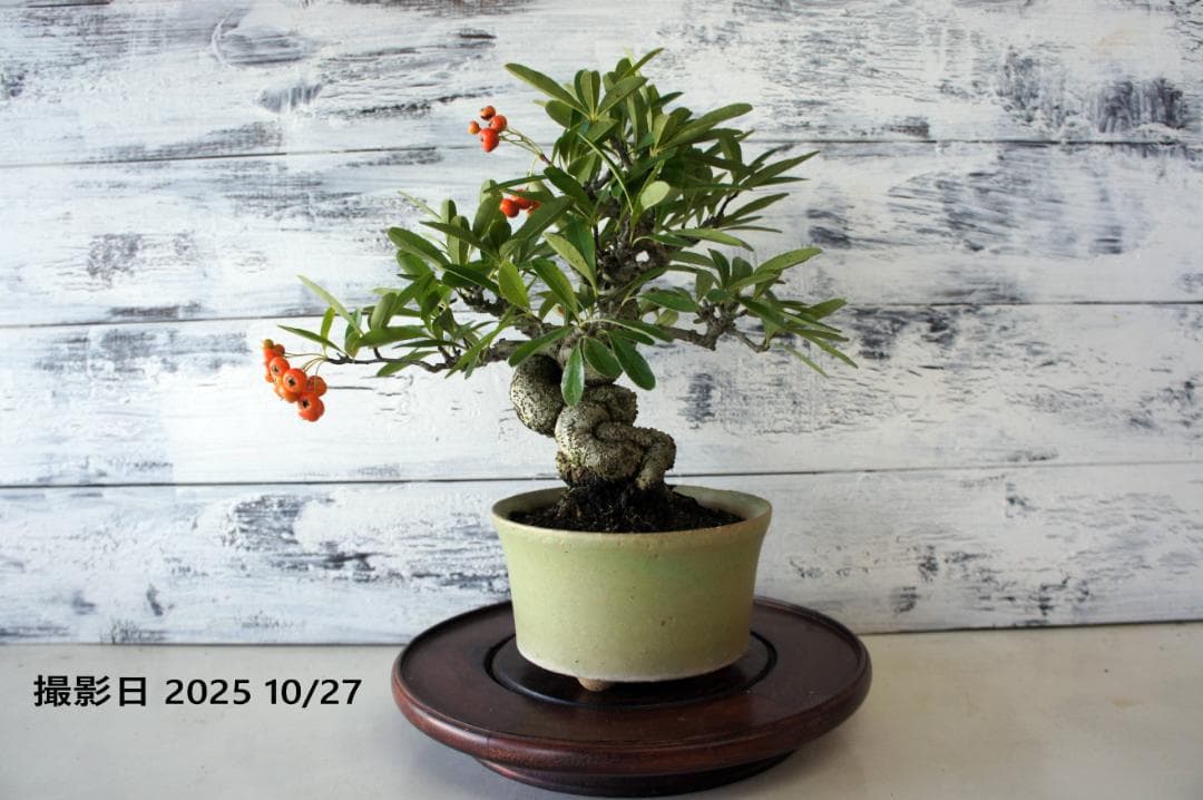 盆栽鉢 ミニ盆栽鉢 富舟 富舟さんの鉢 | みさきのミニ ♢小品盆栽鉢 富