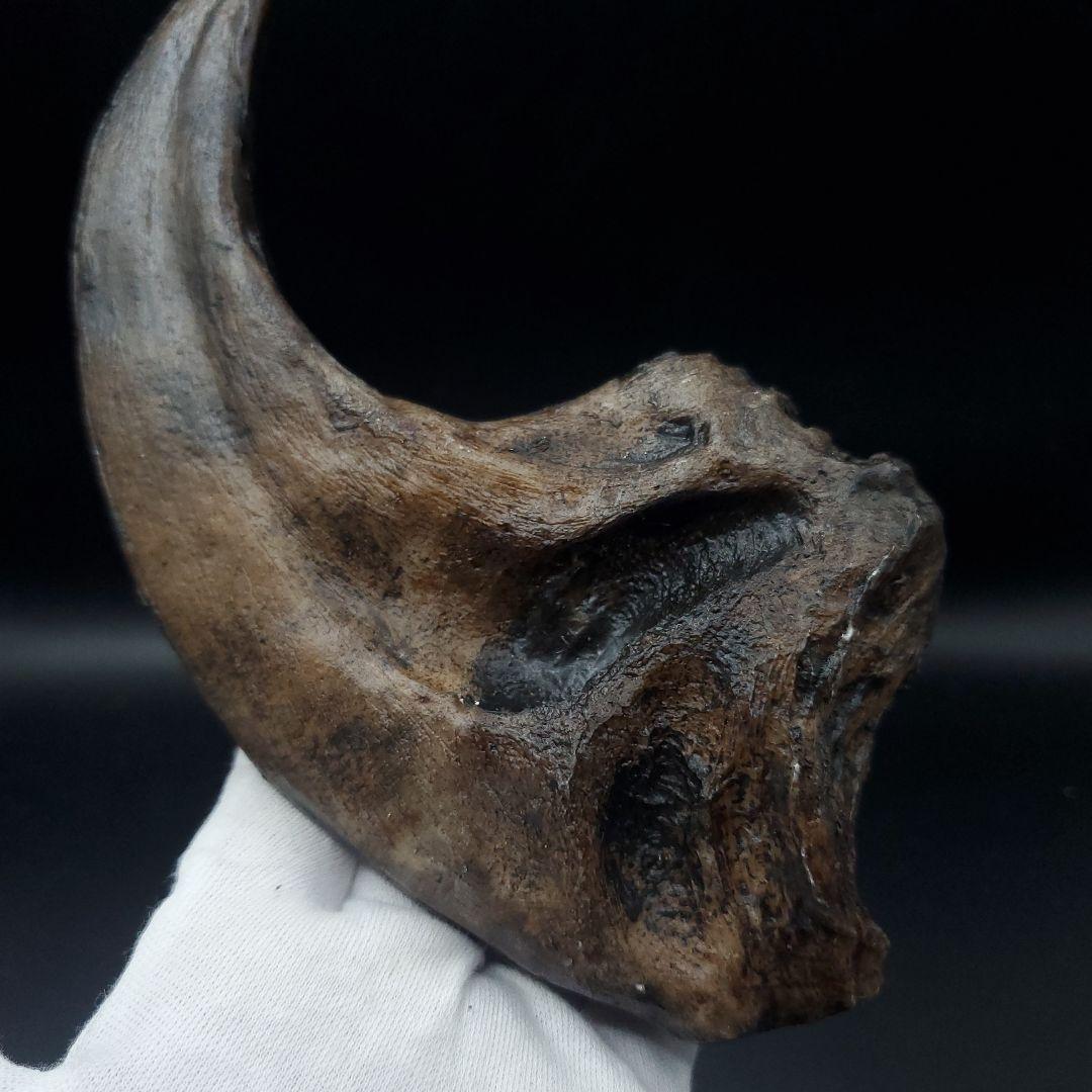アロサウルス 爪 化石 レプリカ 約171.62mm arr17