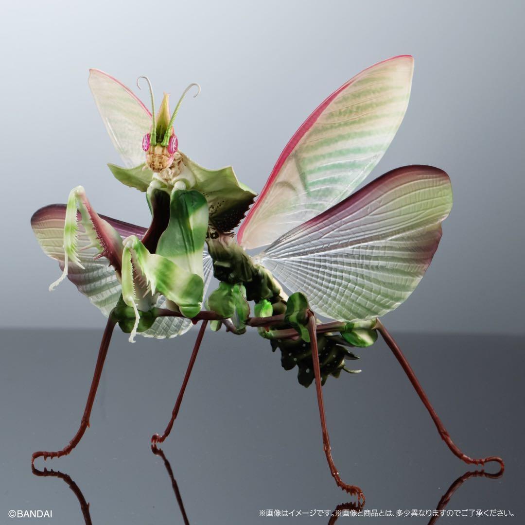 シ*ン様 いきもの大図鑑アドバンス　ニセハナマオウカマキリコンプリート