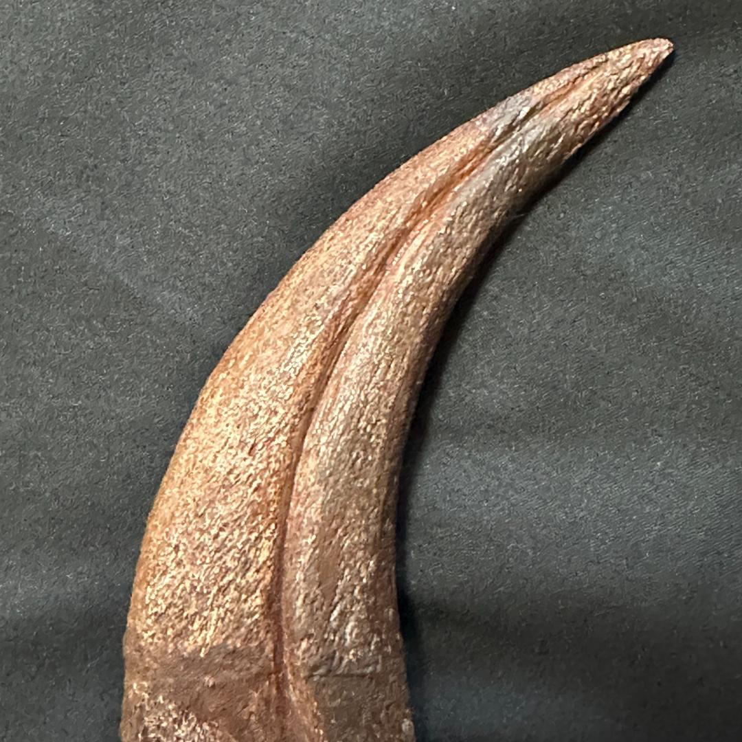 スピノサウルス ハンドクロウ かぎ爪 関節 化石 恐竜 1370