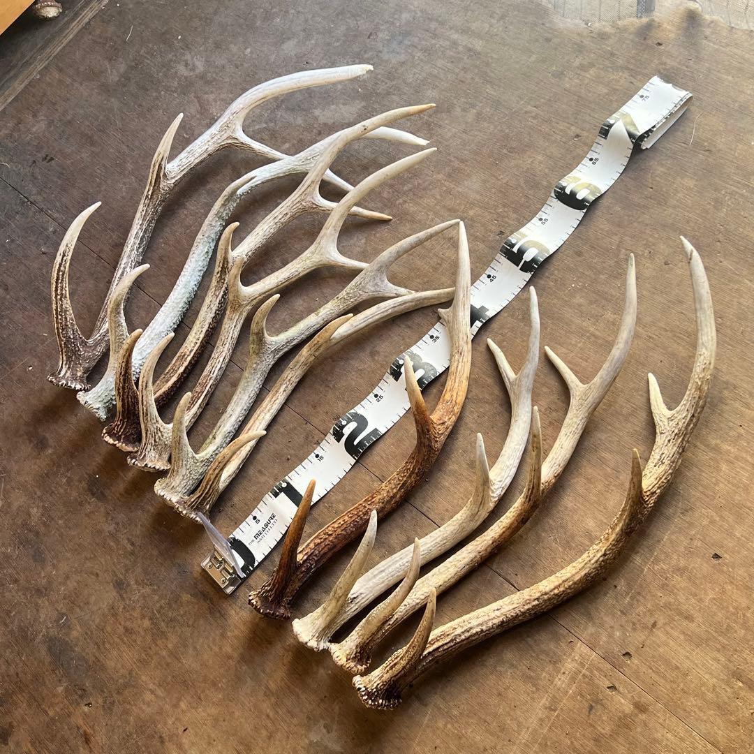 鹿の角　蝦夷鹿　10本セット　No.2