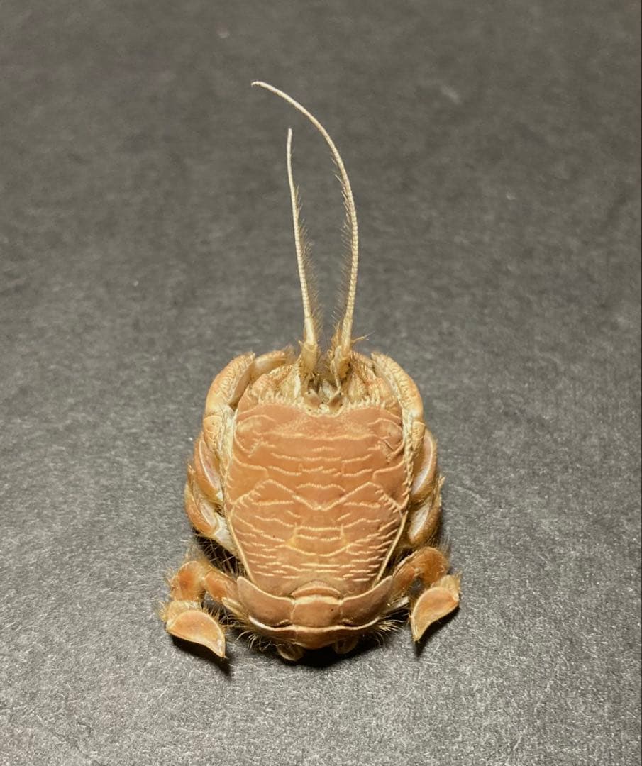 クダヒゲガニ 標本 約5cm カニ 乾燥標本 甲殻類 - メルカリ