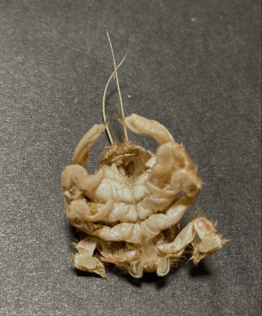 クダヒゲガニ 標本 約5cm カニ 乾燥標本 甲殻類 - メルカリ