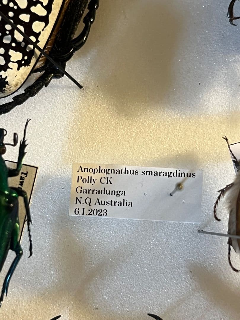 日本と季節が逆転したオーストラリアでは、この時期に発生する