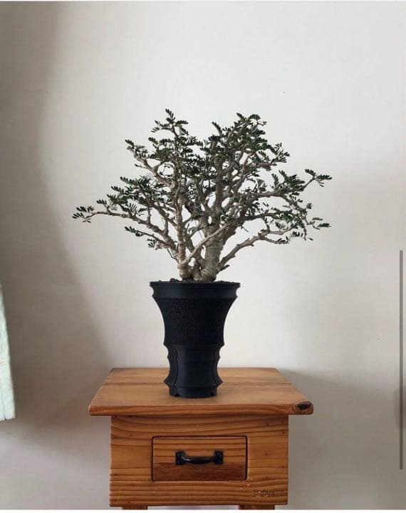 美品 掛け軸 橋本紹尚作「先今年無事 芽出度千秋楽」前大徳 柳生寺 共