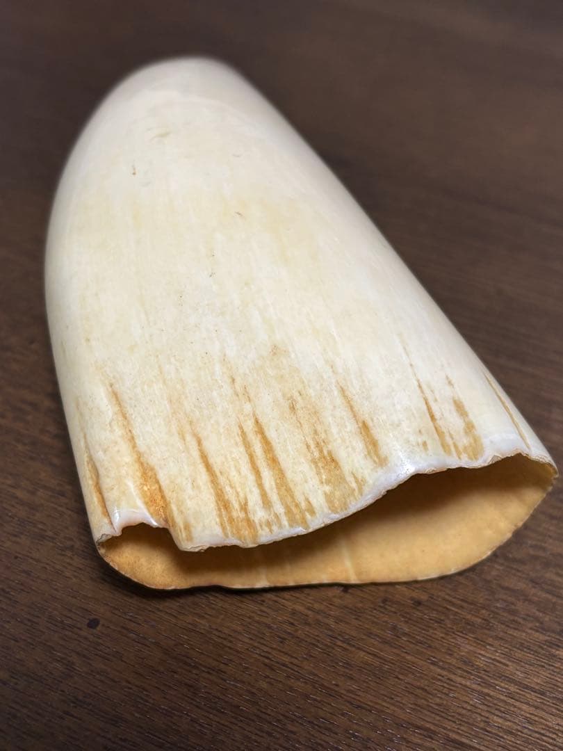 マッコウクジラ 鯨牙 鯨歯 天然素材 印材 彫刻 オブジェ