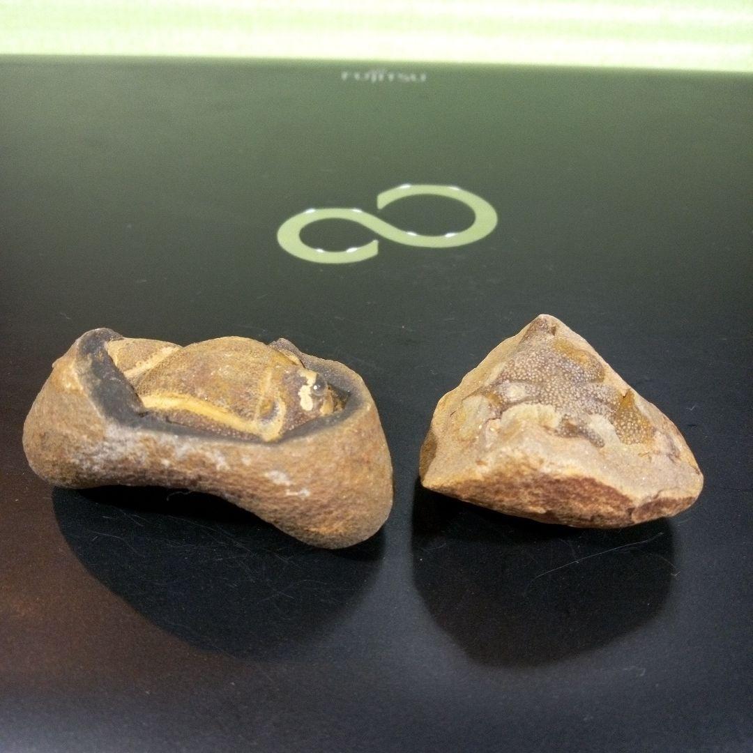 三葉虫化石fossilボリビア産レアFossil判別⑧