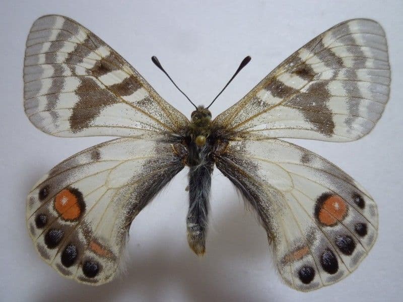 希少蝶の標本 ドイツ木製フレーム付き箱現状品のみ42x32x6cm