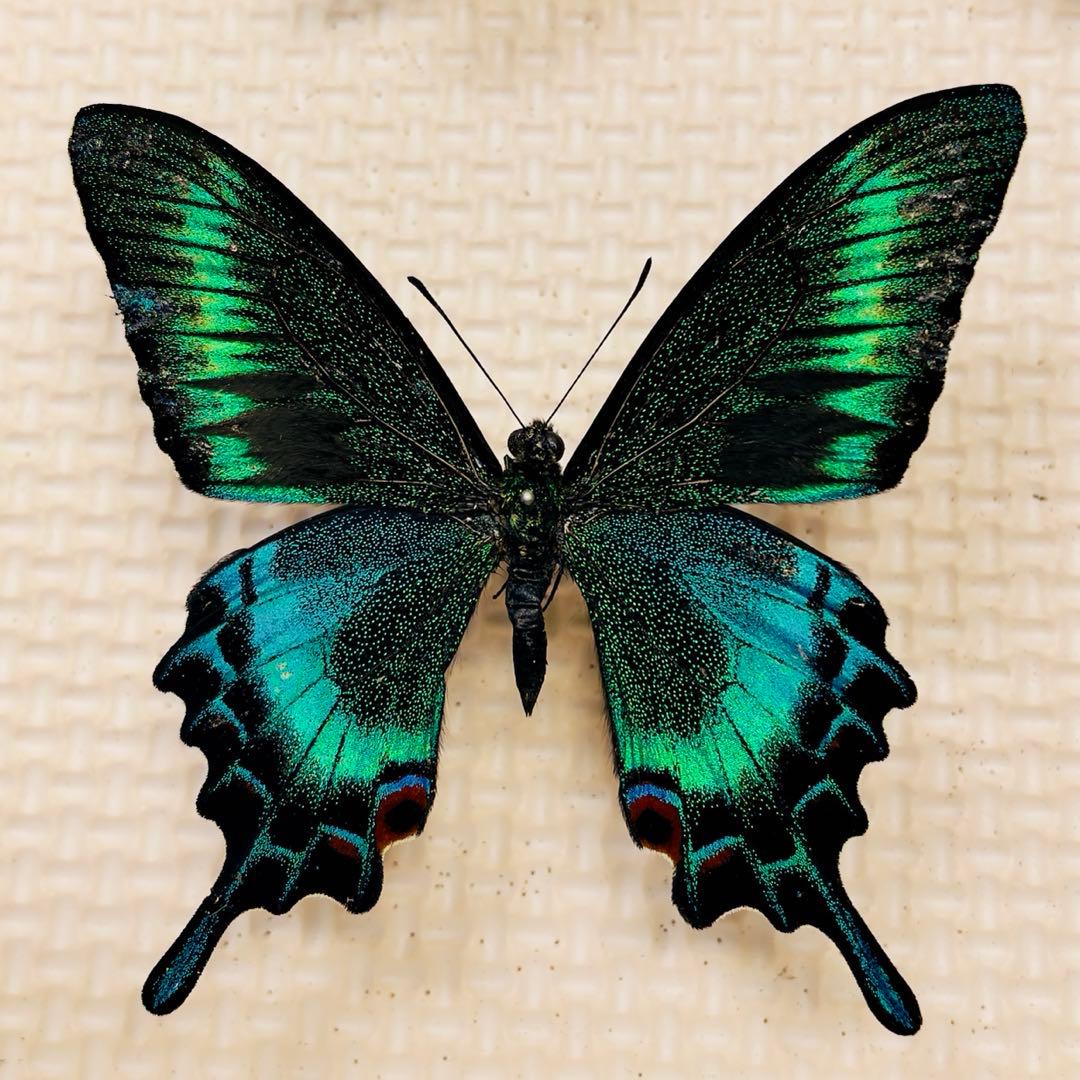 蝶標本 北海道産 美麗ミヤマカラスアゲハ春型♂ 青緑系 飼育品