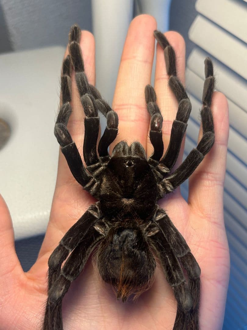特大標本】ボリビアンスティーリーブルータランチュラ LS17cm程ムカデ