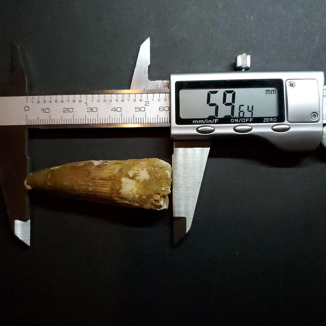 スピノサウルス 本物 モロッコ産 59.64mm ケース付き sp405
