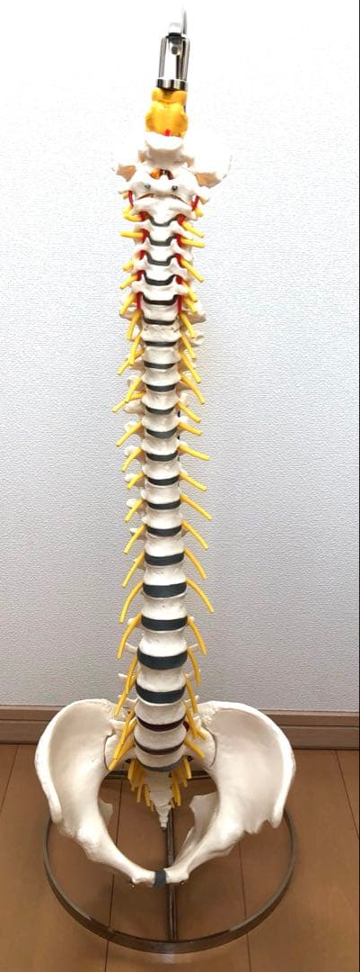 ドイツソムソ社製の脊椎（脊柱）骨格模型、新品未使用品