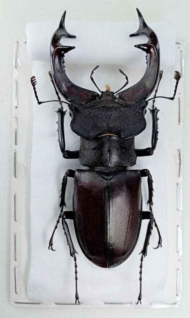 マオウカレハカマキリ雌 立体標本 魔王枯葉 マオウカレハカマキリ雌