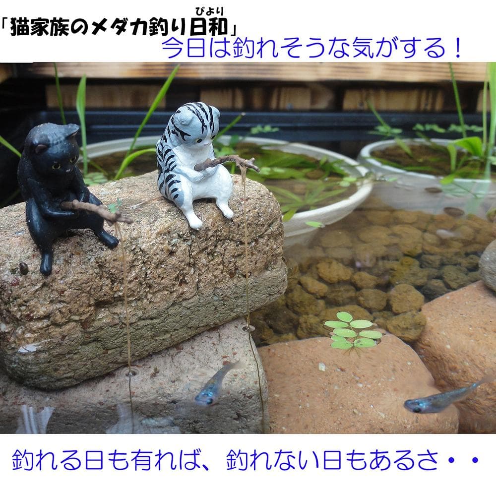 ビオトープ 80L トロ舟＆木枠セット メダカ・金魚飼育用 - メルカリ