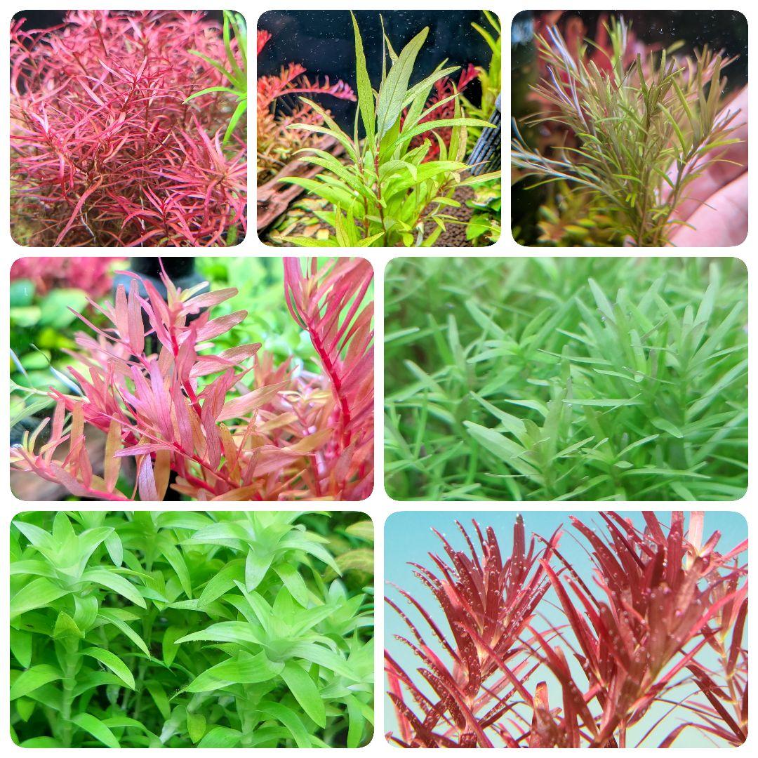 水草 水中葉 72本 - メルカリ