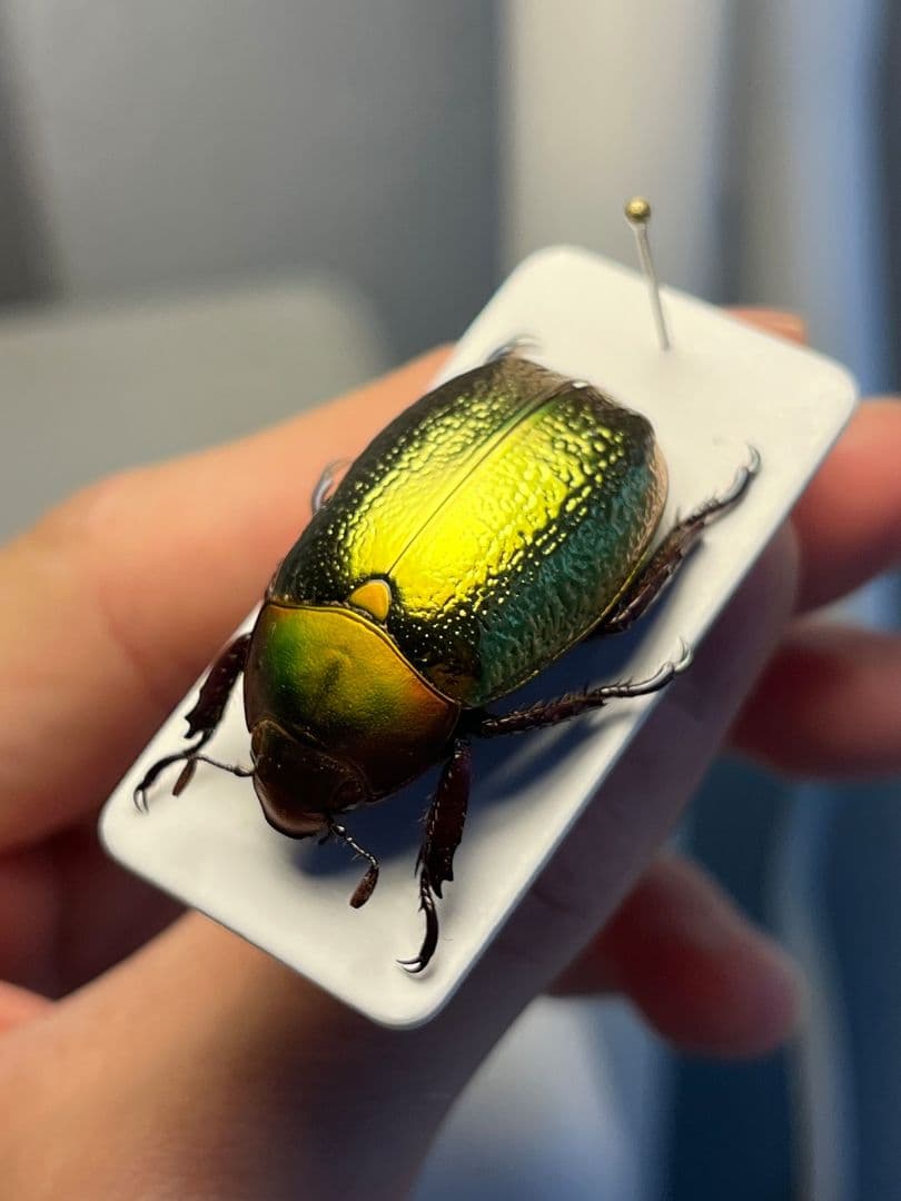 最新作】ボウカルディプラチナコガネ Chrysina 頭が赤！昆虫標本