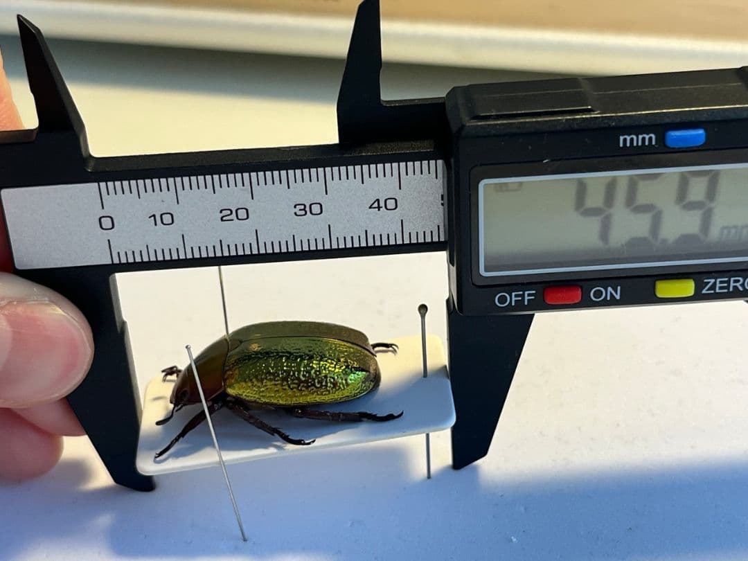 最新作】ボウカルディプラチナコガネ Chrysina 頭が赤！昆虫標本