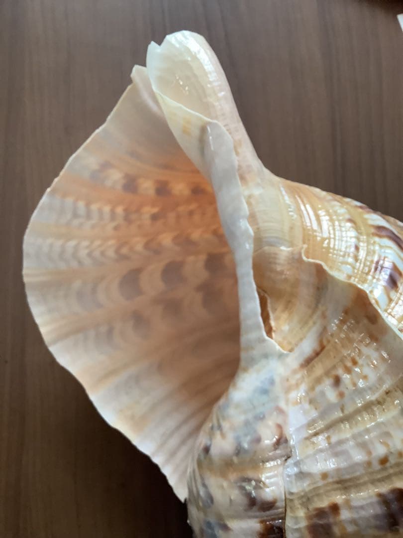 ヤフメリ27・法螺貝・山伏・修験者・戦国武将・縁起物・熊避・グレート