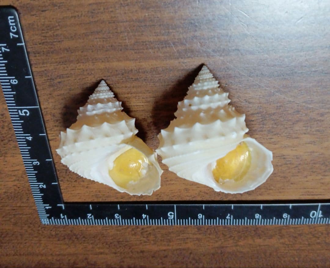 貝殻標本イガギンエビス⑦