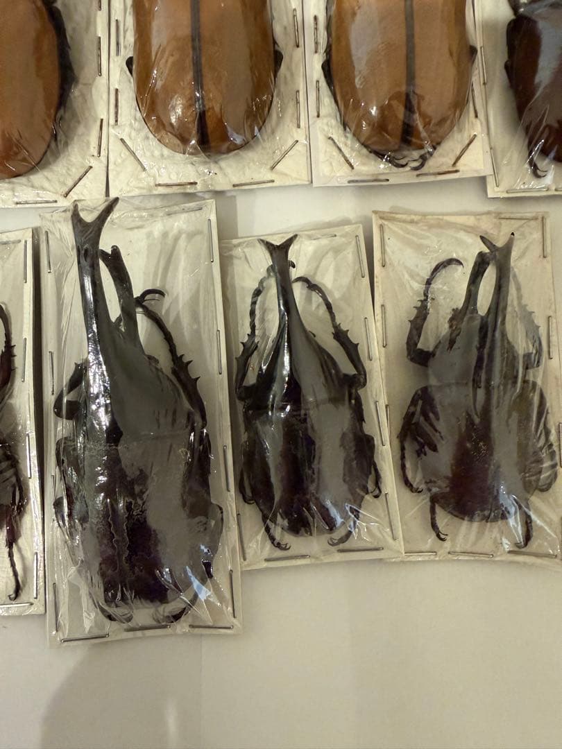 標本 ゴホンヅノカブト ヒメカブト 未検品