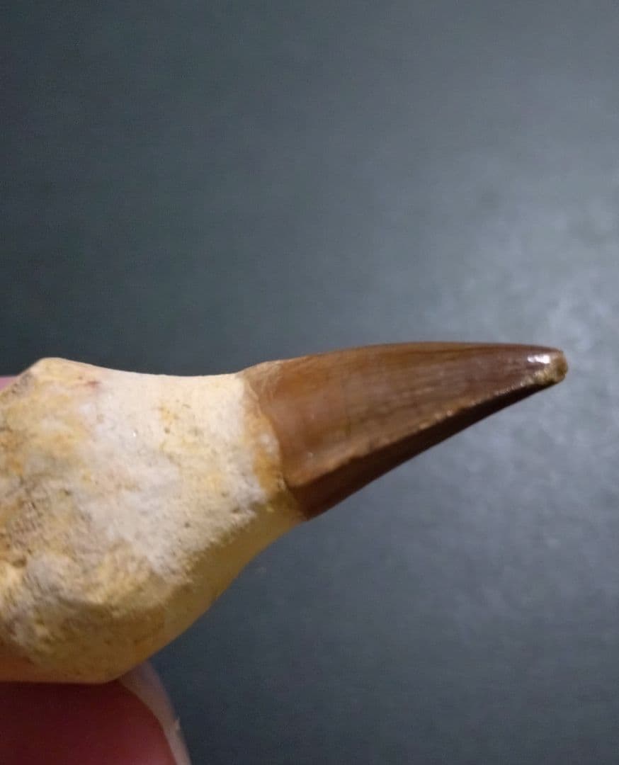 【見比べ美品】恐竜の化石 モササウルスの歯根付 ノーマルとグロビデンス