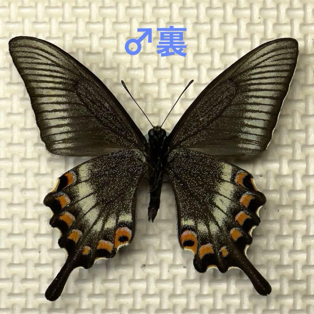 異常型】ミヤマカラスアゲハ（ペア・北海道・飼育） 蝶の異常型！ 赤眼