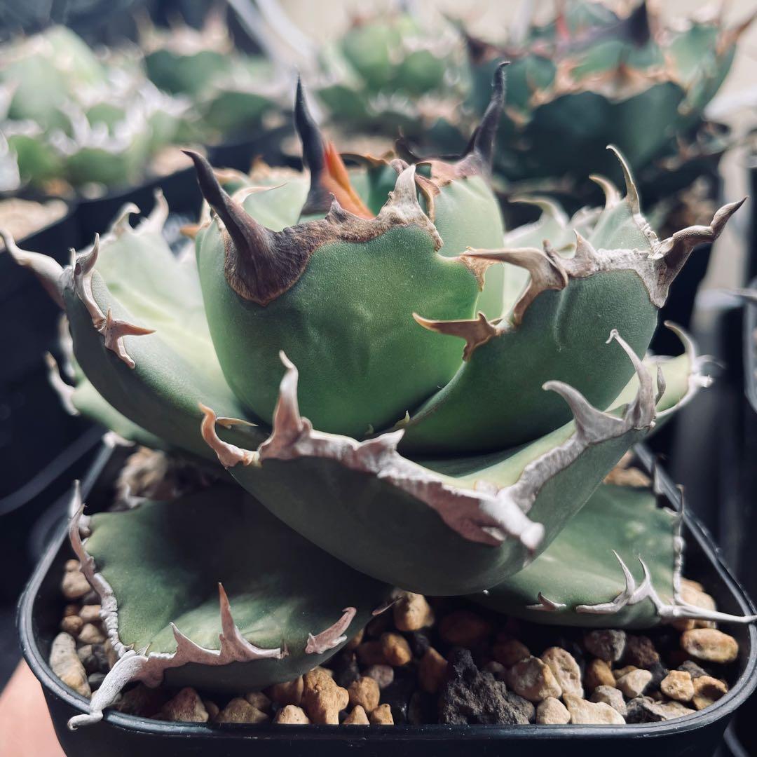 Backside works × 京ごふく ゑり善 ゑりちゃん 掛軸