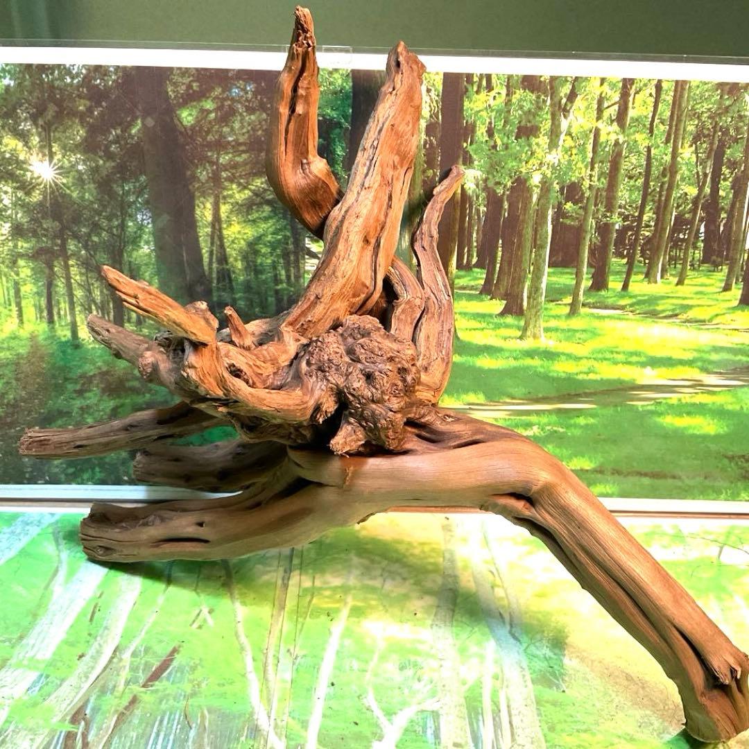 天然水槽用流木 力感あふれる太枝♪大サイズブランチウッド 煮沸沈水