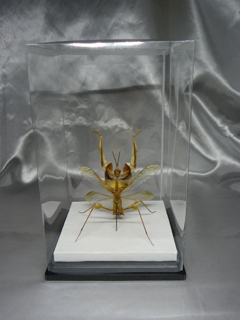 ニセハナマオウカマキリ 雄 立体標本