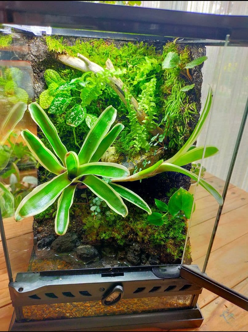 隠れ家付き、苔テラリウム飼育ケージ、グラステラリウムナノ