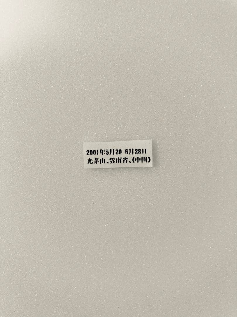 【別売り可能】1ペア オオムラサキ（四川省/中国）