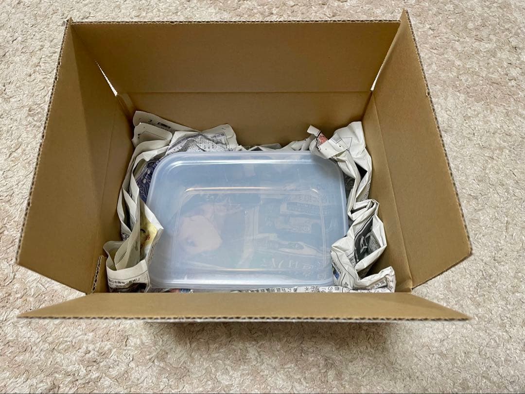 【別売り可能】1ペア オオムラサキ（四川省/中国）