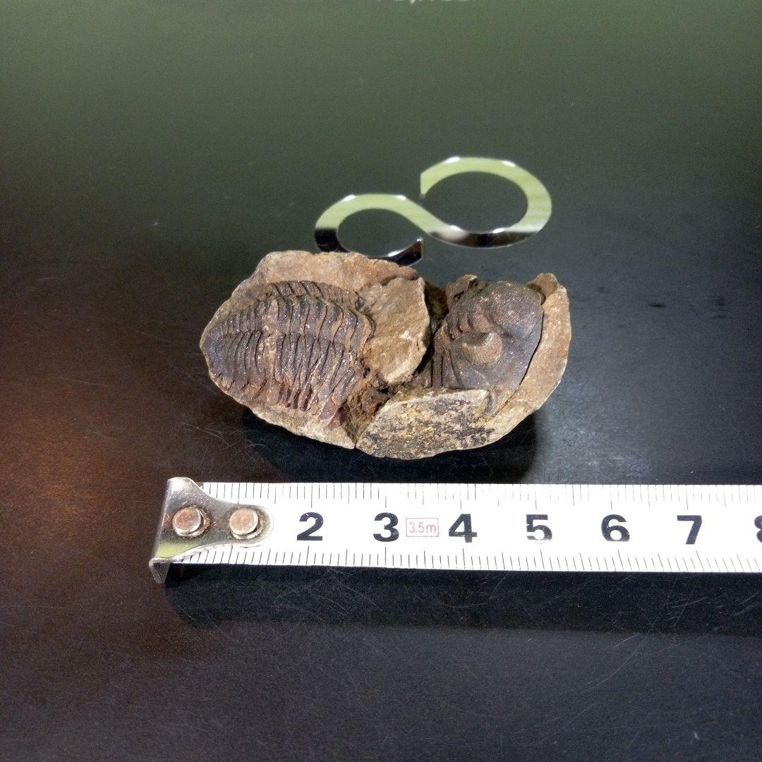 三葉虫 化石 ボリビア産 南アメリカ trilobite Bolivia三葉虫② 三葉虫