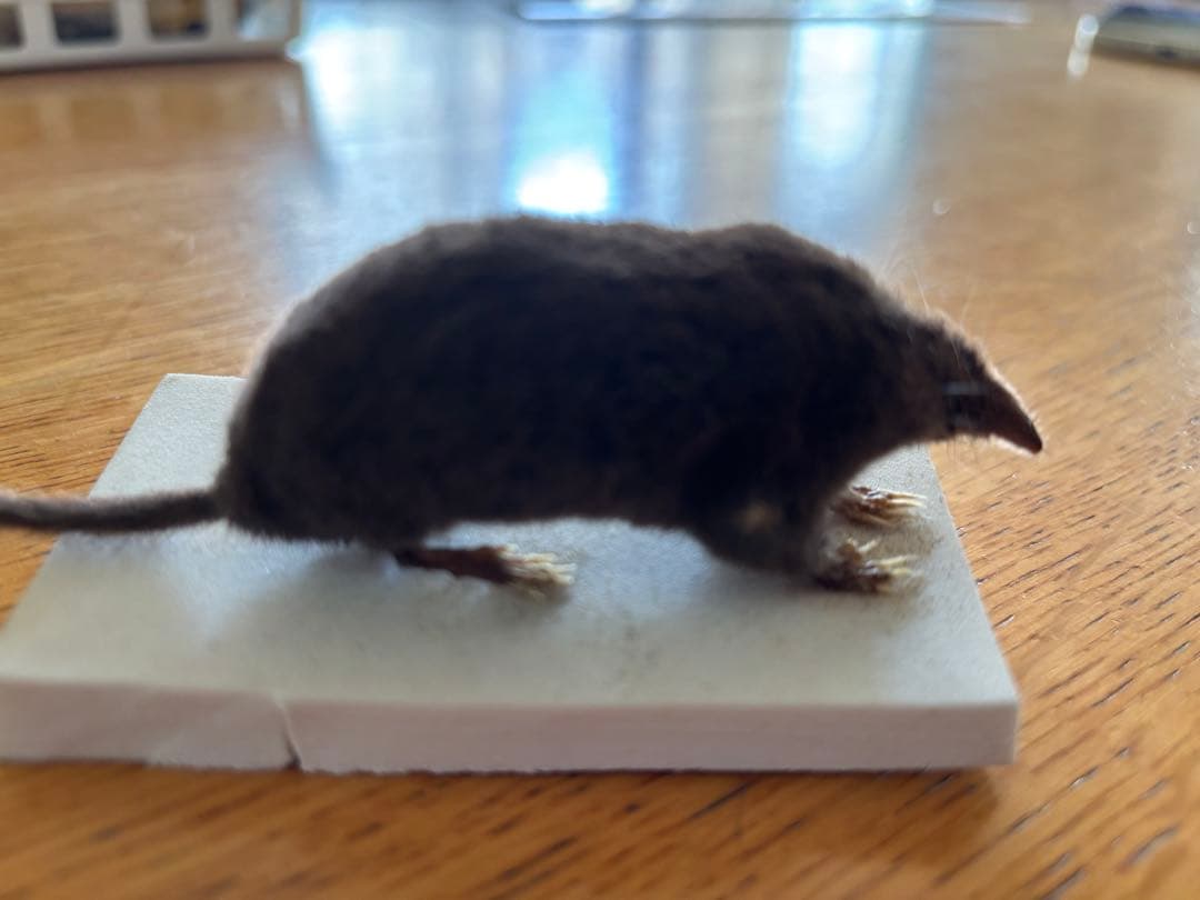 モグラさま専用】ヒミズ 骨格標本頭骨と剥製