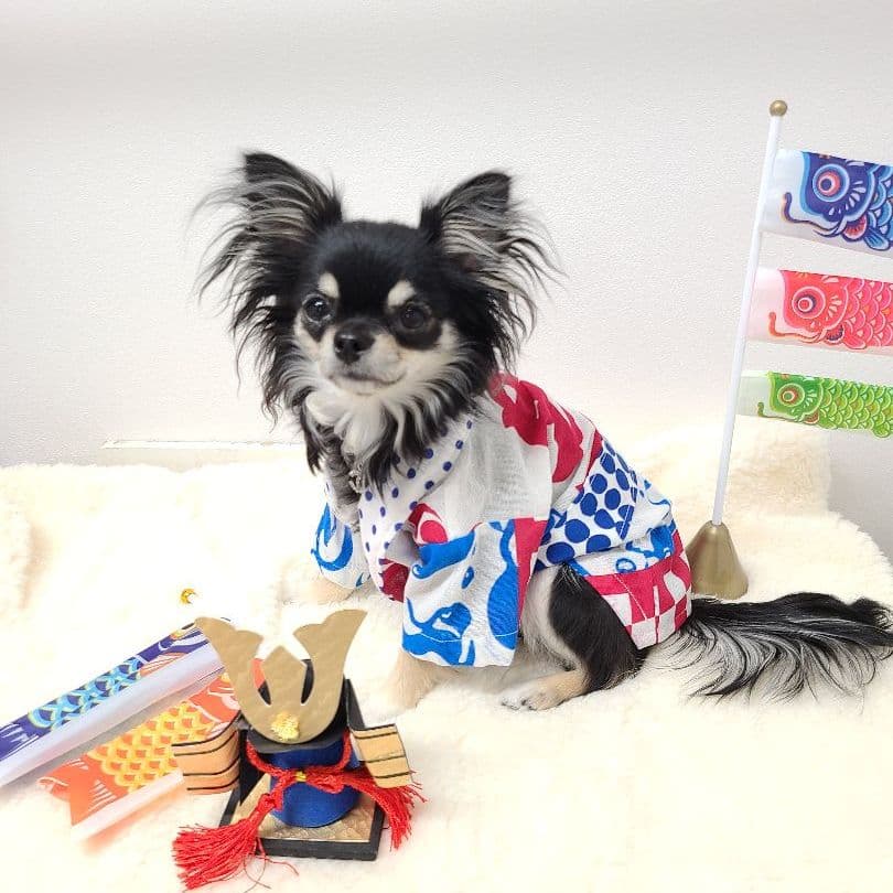 まっぺ様専用！犬服 Ssize 法被コスチューム ウェア no18