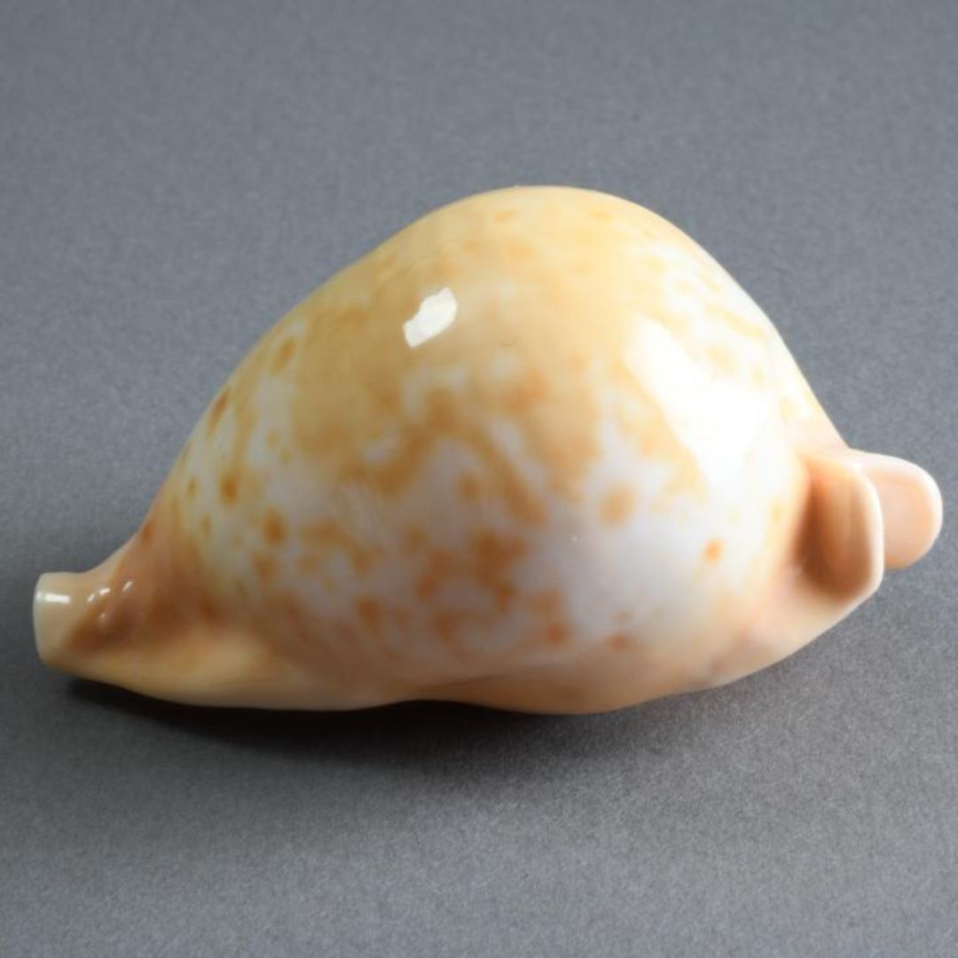 ウスアカネダカラ【貝殻・タカラガイ】