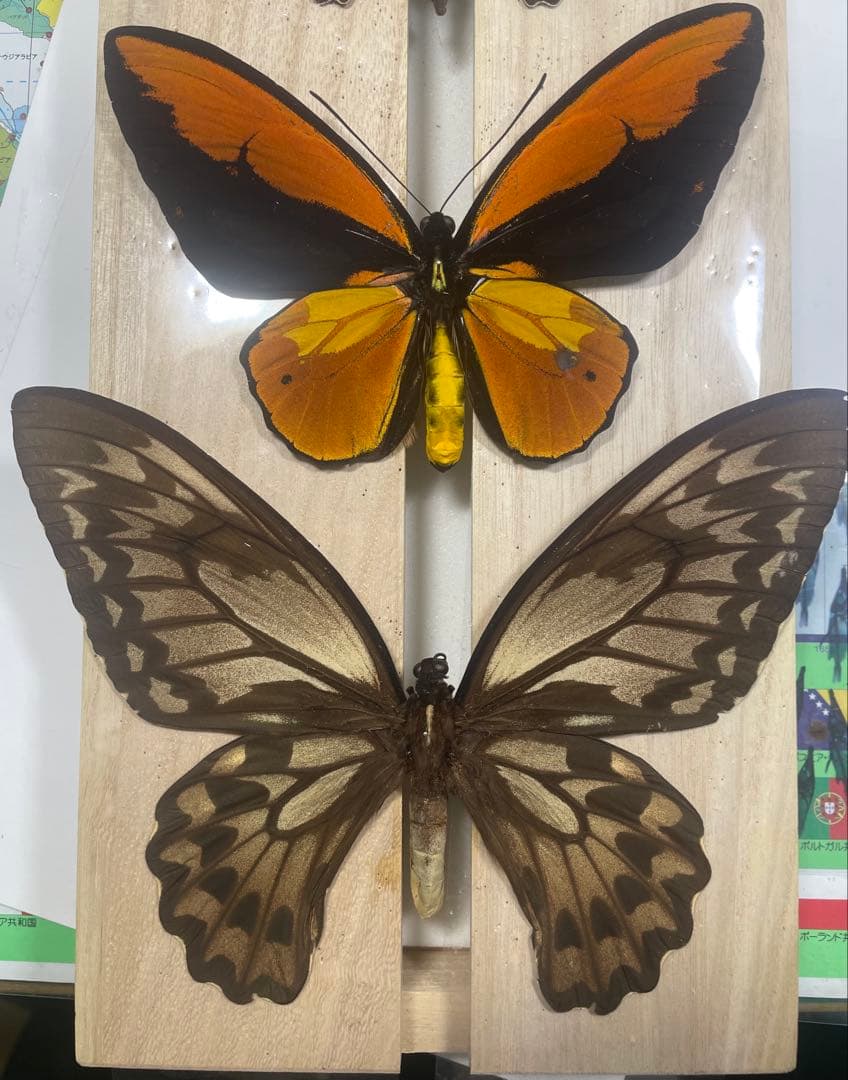 外国産昆虫標本 蝶 アカメガネトリバネアゲハ ペア ハルマヘラ産