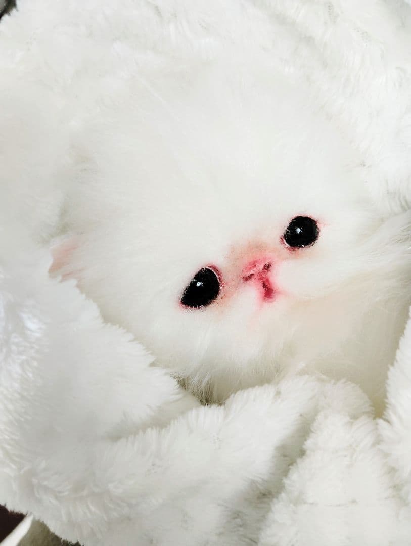 ぬいぐるみ✽アートドール✽親子ぴっぴちゃん✽超特大と小サイズ