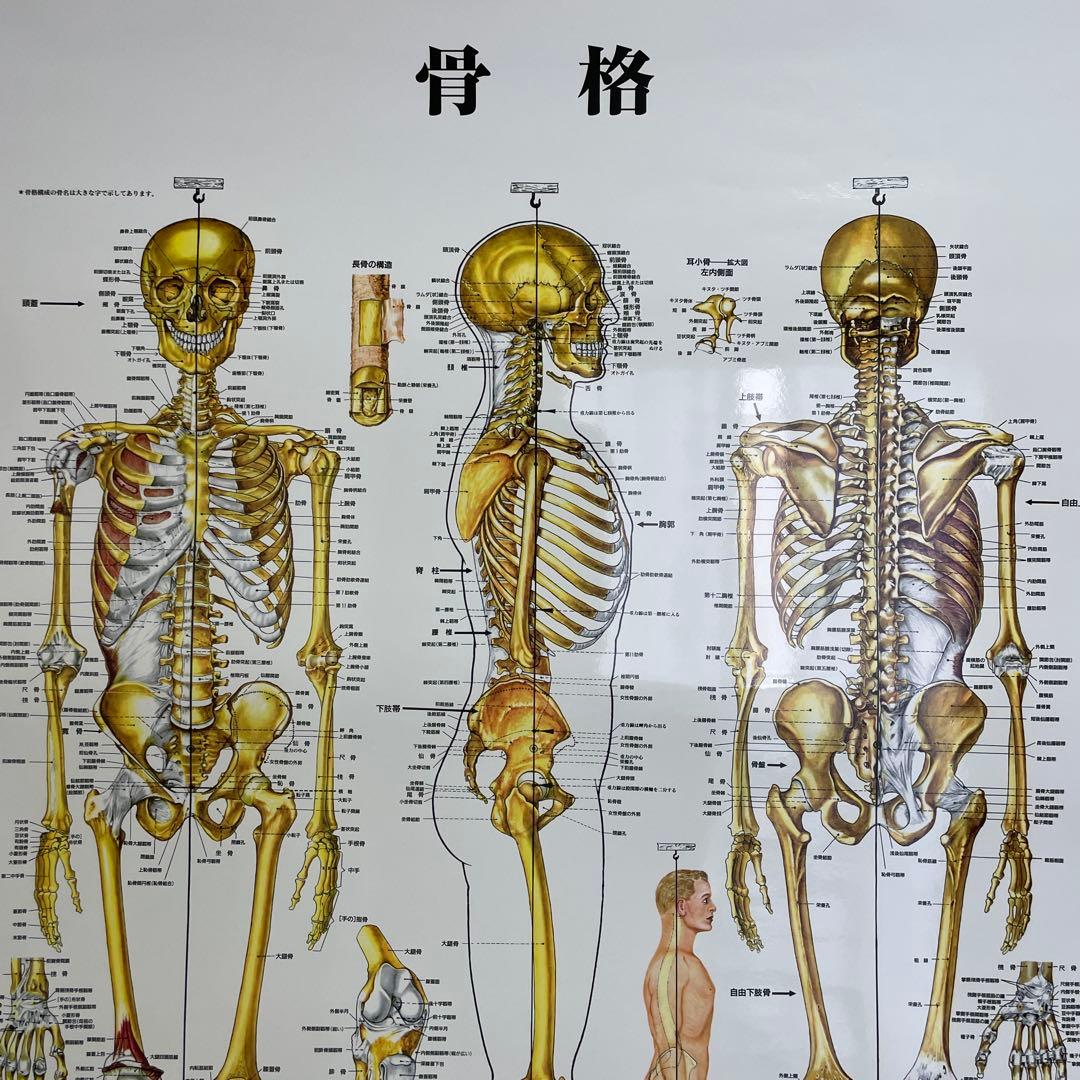 予約品】人体模型 ポスター A1サイズ 骨格 骨格筋 解剖図 筋肉 - メルカリ