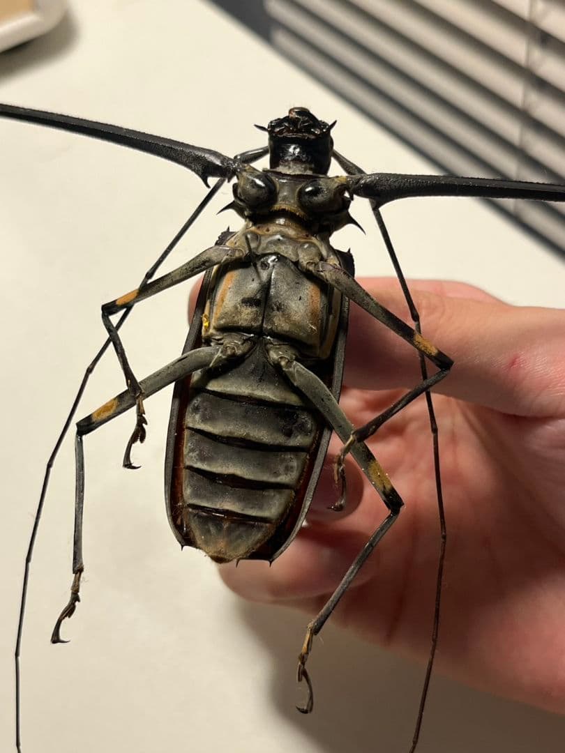 73mm♂】テナガカミキリ 昆虫標本甲虫ハムシサソリタランチュラ