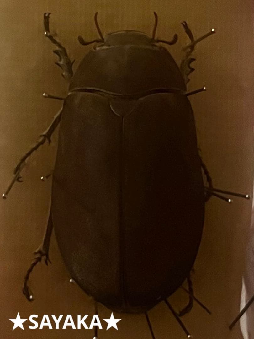 ☆昆虫標本☆【オスモウサンコガネ】 - メルカリ