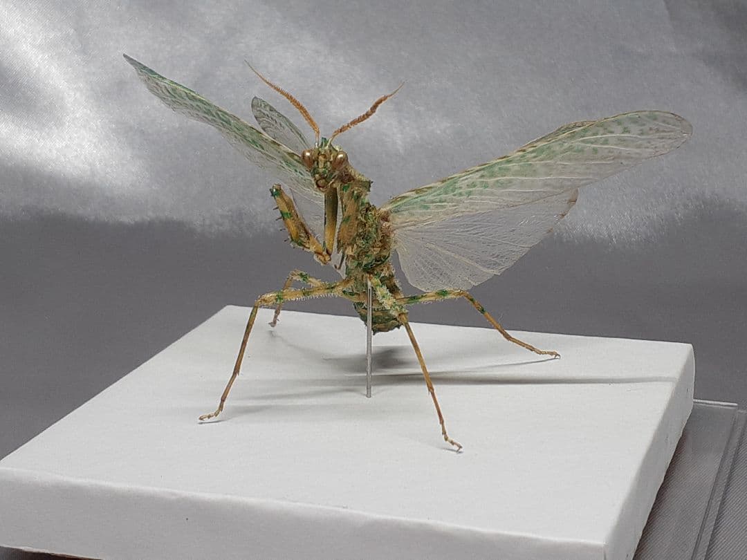 オオカマキリ 立体標本 アザミカマキリ雄 立体標本